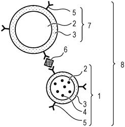 METHOD FOR DETECTING AND MEASURING TARGET SUBSTANCE ON BASIS OF MEASUREMENT OF POLARIZATION ANISOTROPY, AND PARTICLES USED THEREFOR