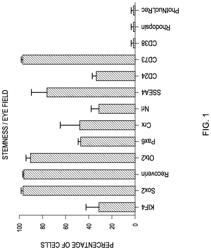 Phenotype profile of human retinal progenitor cells