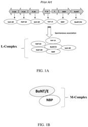 Complex of botulinum neurotoxin E and its binding protein as a formulation with enhanced potency