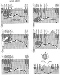 METHODS FOR TREATING HEMOLYTIC DISEASES AND SICKLE CELL DISEASE