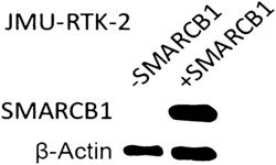 THERAPY BASED ON SYNTHETIC LETHALITY IN SWI/SNF COMPLEX-DYSFUNCTION CANCER