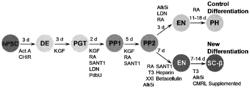 SC-BETA CELLS AND COMPOSITIONS AND METHODS FOR GENERATING THE SAME