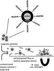 IMMOBILIZATION AND MAGNETIC EXTRACTION OF PATHOGENS AND PATHOGEN COMPONENTS