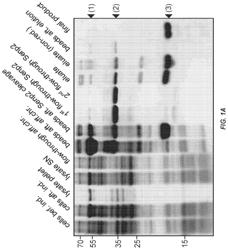 PHOSPHATIDYLSERINE BINDING AGENTS FOR THE DETECTION AND DEPLETION OF PHOSPHATIDYLSERINE POSITIVE CELLS