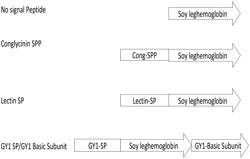 Leghemoglobin in soybean