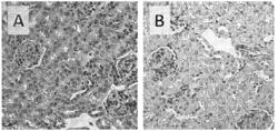 USE OF HIGH MOLECULAR WEIGHT POLYETHYLENE GLYCOL COMPOSITIONS TO RESTORE THE EFFICACY OF PEGYLATED THERAPEUTIC COMPOSITIONS