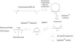 Chromosome Interaction Markers