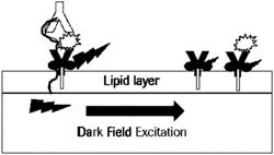 METHOD FOR IMMUNOSENSING ON A LIPID LAYER