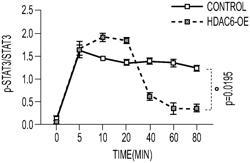 SELECTIVE HYPOTHALAMUS PERMEABLE HDAC6 INHIBITORS FOR TREATMENT OF LEPTIN-RESISTANT OBESITY