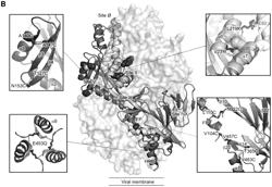 PREFUSION-STABILIZED HMPV F PROTEINS