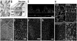 Methods relating to intestinal organ-on-a-chip