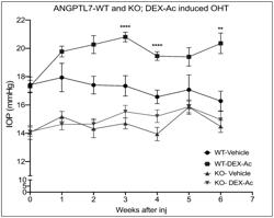 Treatment Of Inflammation With Glucocorticoids And Angiopoietin-Like 7 (ANGPTL7) Inhibitors