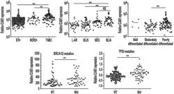 INTERCELLULAR ADHESION MOLECULE 1 (ICAM1) ANTIBODY DRUG CONJUGATE AND USES THEREOF