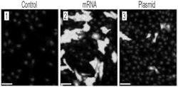 COMPOSITIONS AND METHODS FOR PROPHYLAXIS OF HIV