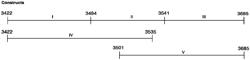 DYSTROPHIN CONSTRUCTS CONTAINING R11-R12