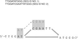 SYSTEMS AND METHODS FOR ANALYZING SEQUENCE DATA