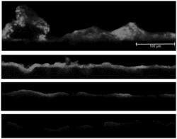 Oral Care Compositions Comprising Hops Beta Acid And Amino Acid