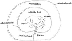 EQUINE-SPECIFIC THERAPEUTIC COMPOSITIONS AND METHODS OF USE