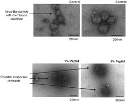 COMPOUNDS FOR USE IN THE TREATMENT OF AN ENVELOPED VIRUS INFECTION