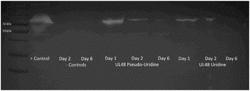 VACCINE COMPOSITIONS AND METHODS FOR TREATING HSV