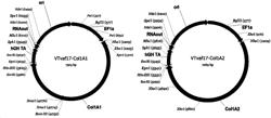 Gene therapy DNA vector based on gene therapy DNA vector VTvaf17 carrying the therapeutic gene selected from the group of COL1A1, COL1A2, P4HA1, P4HA2, COL7A1, CLCA2, ELN, and PLOD1 genes for increasing the expression level of these therapeutic genes, method of its production and use, Escherichia coli strain SCS110-AF/VTvaf17-COL1A1, or Escherichia coli strain SCS110-AF/VTvaf17-COL1A2, or Escherichia coli strain SCS110-AF/VTvaf17-P4HA1, or Escherichia coli strain SCS110-AF/VTvaf17-P4HA2, or Esch