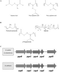 GENETICALLY MODIFIED AZOTOBACTER VINELANDII STRAINS AND METHODS OF USING SAME