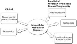 INTERROGATORY CELL-BASED ASSAYS FOR IDENTIFYING DRUG-INDUCED TOXICITY MARKERS