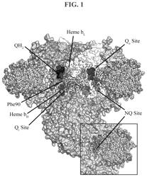 Inhibition of respiratory complex III by ligands that interact with a regulatory switch