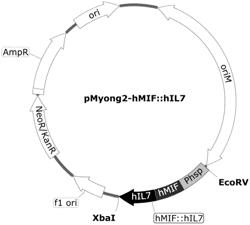 NOVEL RECOMBINANT STRAIN OF MYCOBACTERIUM SMEGMATIS AND USE OF SAME