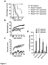 MeCP2 EXPRESSION CASSETTES