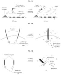 Methods to create chemically-induced dimerizing protein systems for regulation of cellular events