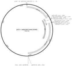 MUTANT OF CORYNEBACTERIUM GLUTAMICUM WITH ENHANCED L-LYSINE PRODUCTIVITY AND METHOD FOR PREPARING L-LYSINE USING THE SAME