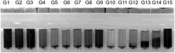 OIL RED O STAINING SOLUTION AND OIL RED O STAINING METHOD