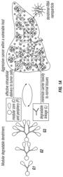 Lipocationic dendrimers and uses thereof