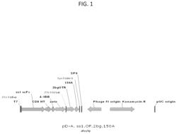 Human mesothelin chimeric antigen receptors and uses thereof