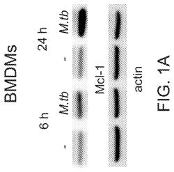 TREATMENT OF INFECTIOUS DISEASES USING BCL-2 FAMILY PROTEIN INHIBITORS