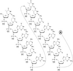 CANCER THERAPY USING TOLL-LIKE RECEPTOR AGONISTS