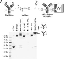 SIALYDASE LINKED HIV ANTIBODIES AND METHODS OF USE