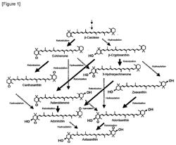 MICROBE THAT PRODUCES CAROTENOID