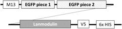 LANMODULIN-BASED PROTEIN