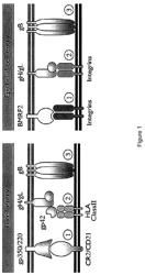 Epstein-barr virus vaccines