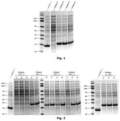 MIC-1 compounds and use thereof