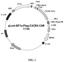 Application of SCFV protein, car gene expression vector, CAR-T cell and application thereof