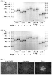 Methods and products for expressing proteins in cells