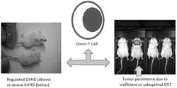 ACTIVE DONOR T CELL STAT6