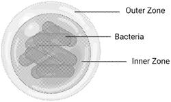 METHODS FOR IN VIVO DELIVERY OF MICROBES TO HUMAN MICROENVIRONMENTS