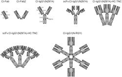 Novel TNFR2 Binding Molecules