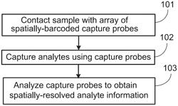 METHOD FOR TRANSPOSASE-MEDIATED SPATIAL TAGGING AND ANALYZING GENOMIC DNA IN A BIOLOGICAL SAMPLE