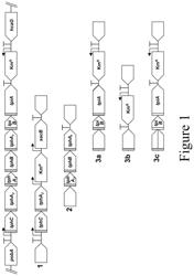 Mutant transporters for bacterial uptake of terephthalic acid