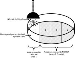 UV A LIGHT EXPOSURE INCREASES MITOCHONDRIAL ANTI-VIRAL PROTEIN EXPRESSION IN TRACHEAL CELLS VIA CELL-TO-CELL COMMUNICATION AND USES THEREOF